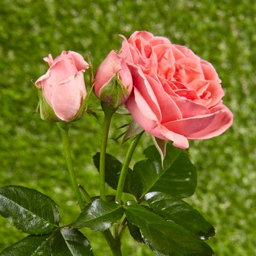 Rosa  Kimono - růžová - Stromkové růže, květy kvetou ve skupinkách - stromková růže s keřovitým tvarem koruny